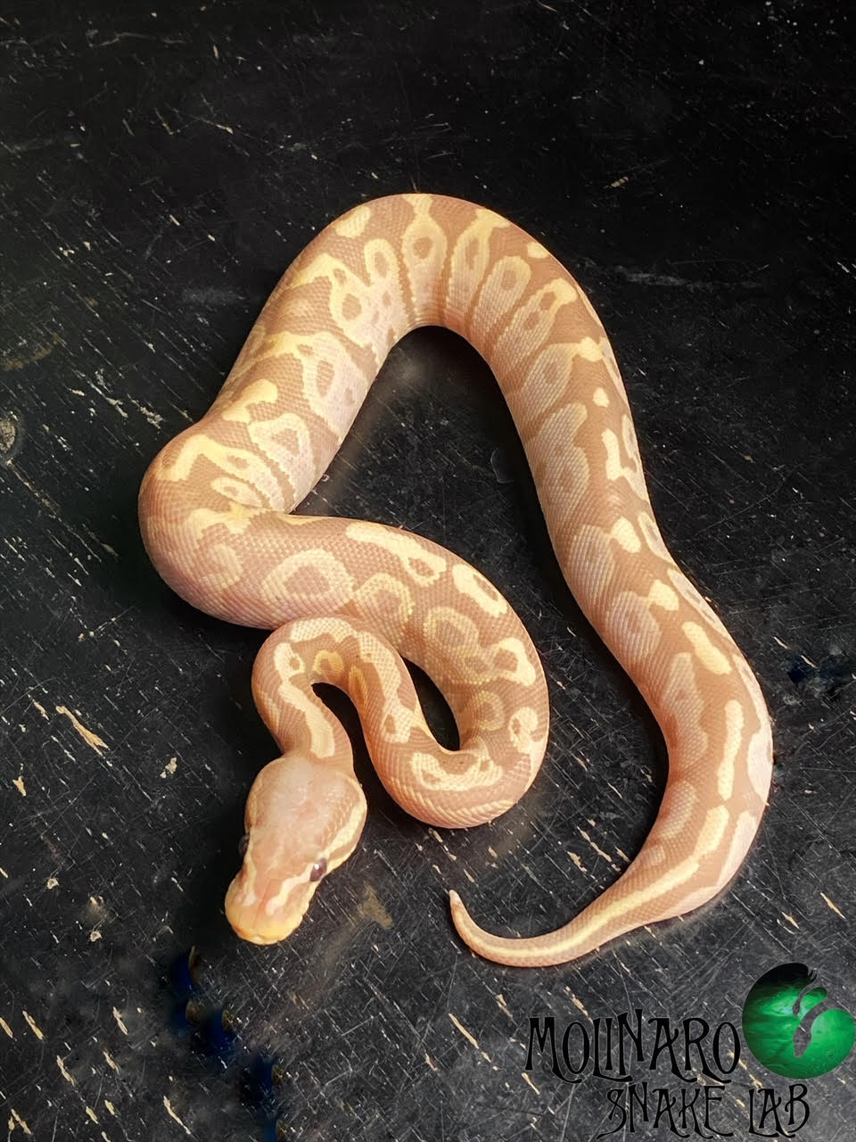 Banana Ball Python