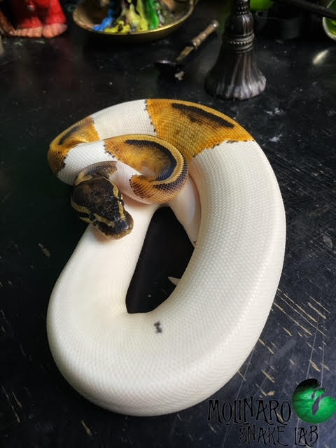 Piebald 100% HET Albino Ball Python Male