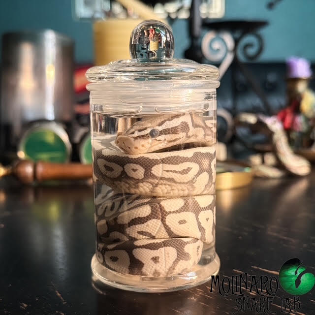Ball Python Wet Specimen 10
