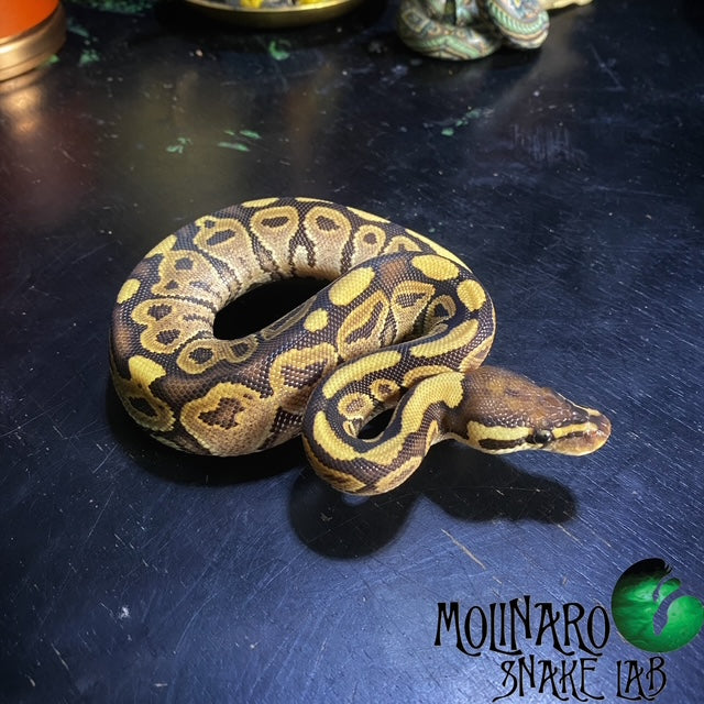 Vanilla HRA Ball Python Female