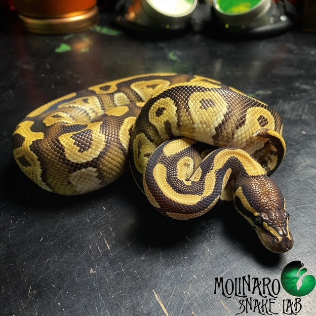 Mojave Yellow Belly Granite Ball Python Male