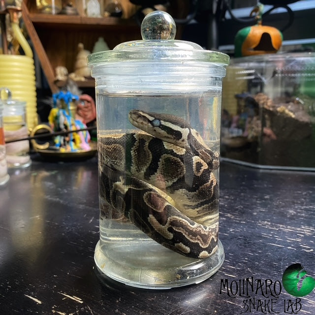 Ball Python Wet Specimen 1