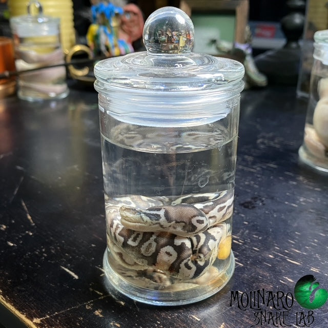 Ball Python Wet Specimen 3