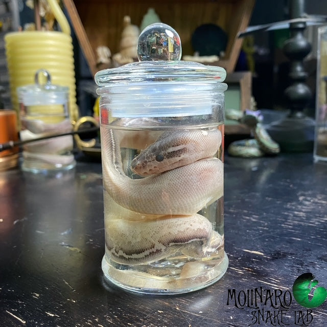Ball Python Wet Specimen 5