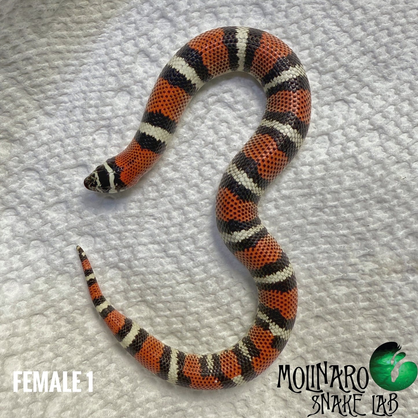 Tricolor Hognoses