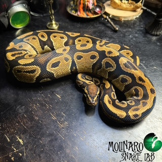 Huffman Het Pied Ball Python Male – The Molinaro Snake Lab
