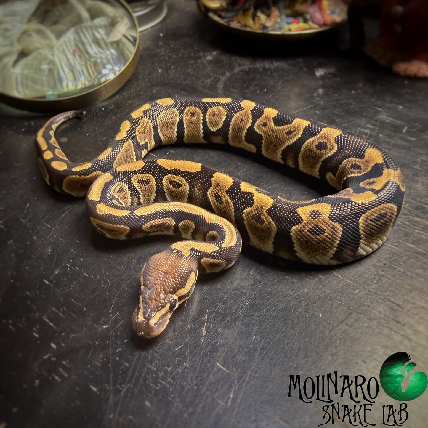 Chocolate Het Hypo Ball Python Female
