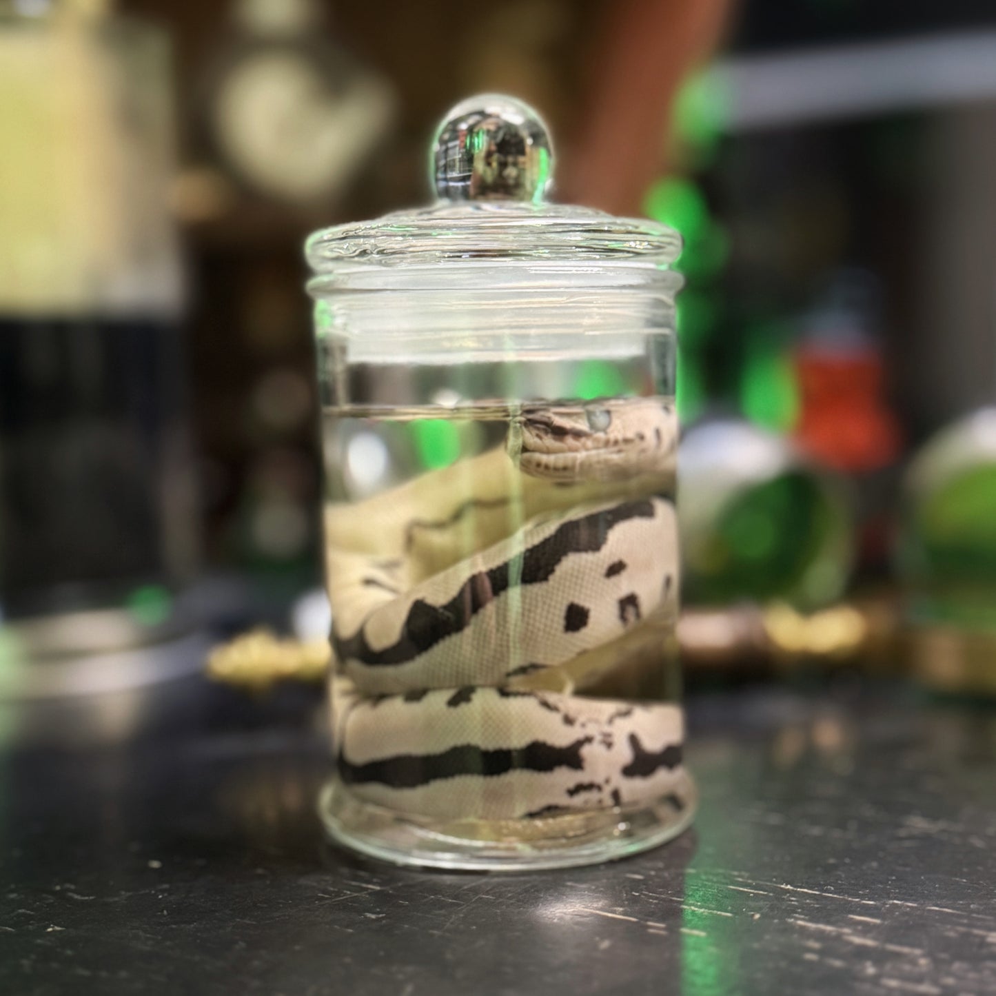 Ball Python Wet Specimen 3