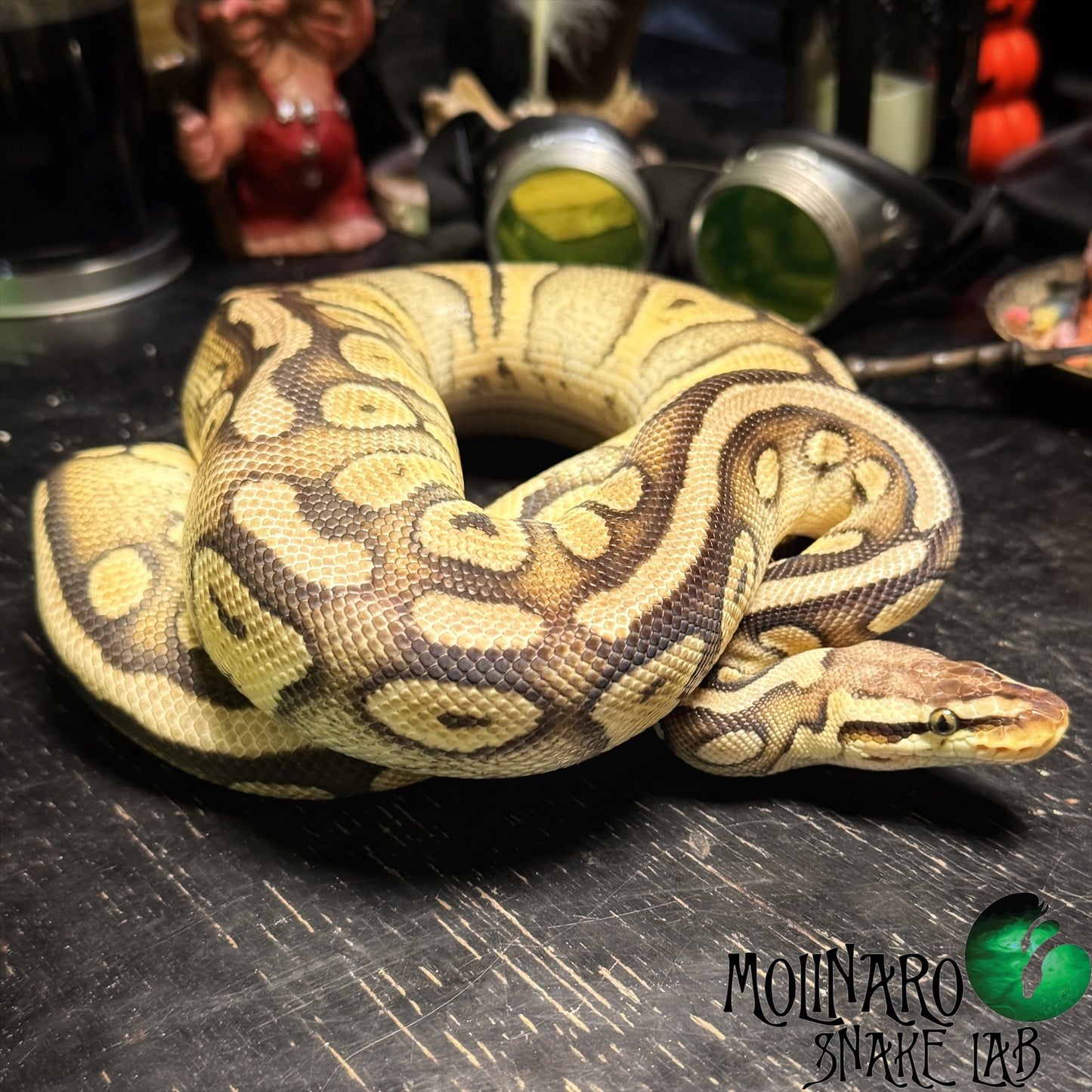 Super Pastel Double Het Pied Clown Ball Python Male