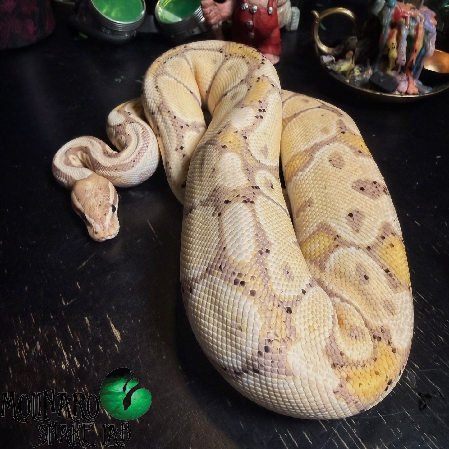 Banana 66% Possible Het Pied Ball Python Female