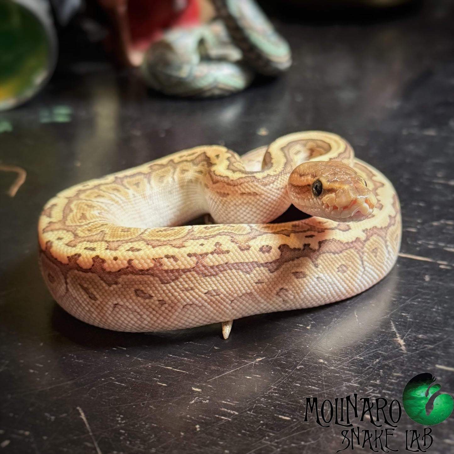 King Pin (Lesser Pin Stripe) Ball Python Female