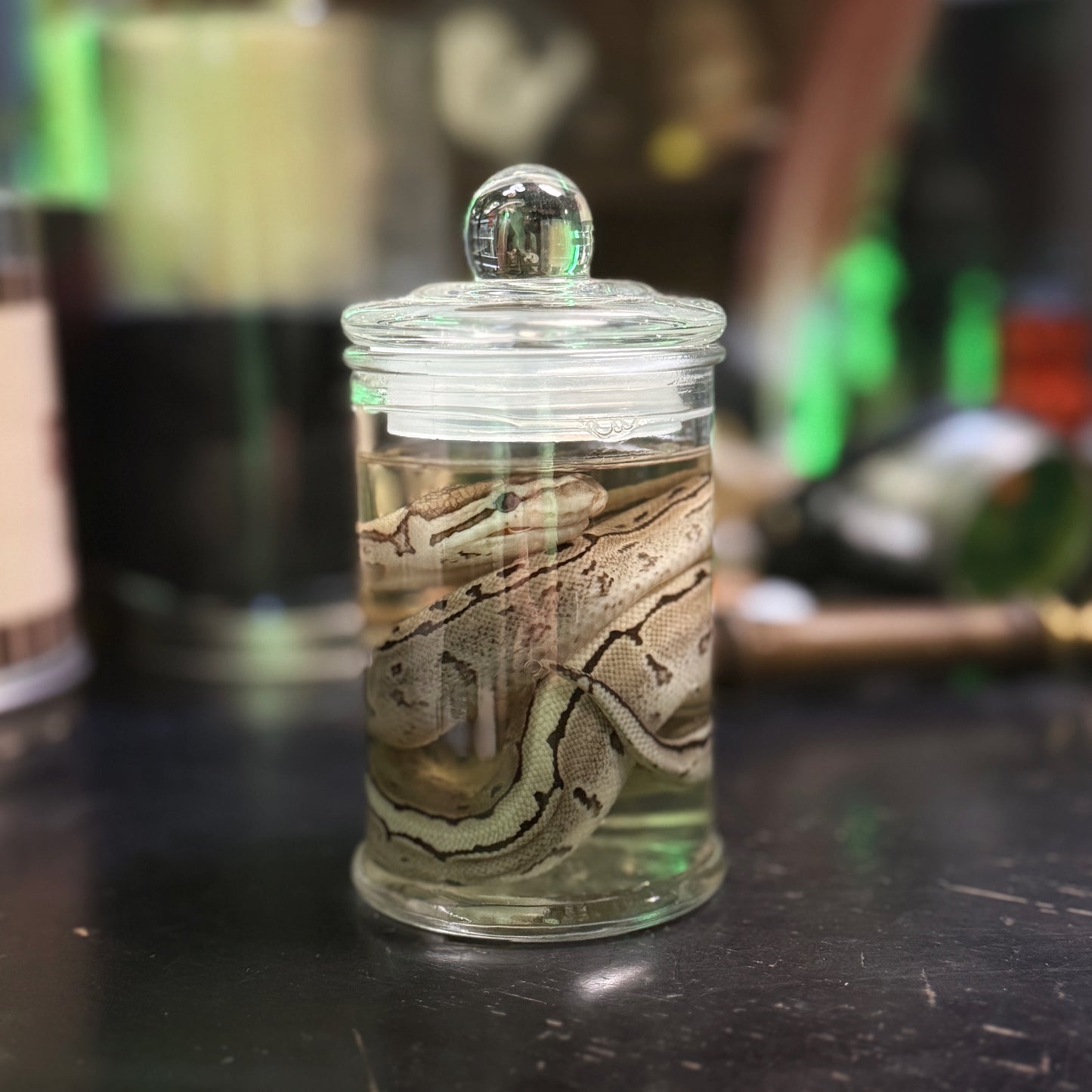 Ball Python Wet Specimen