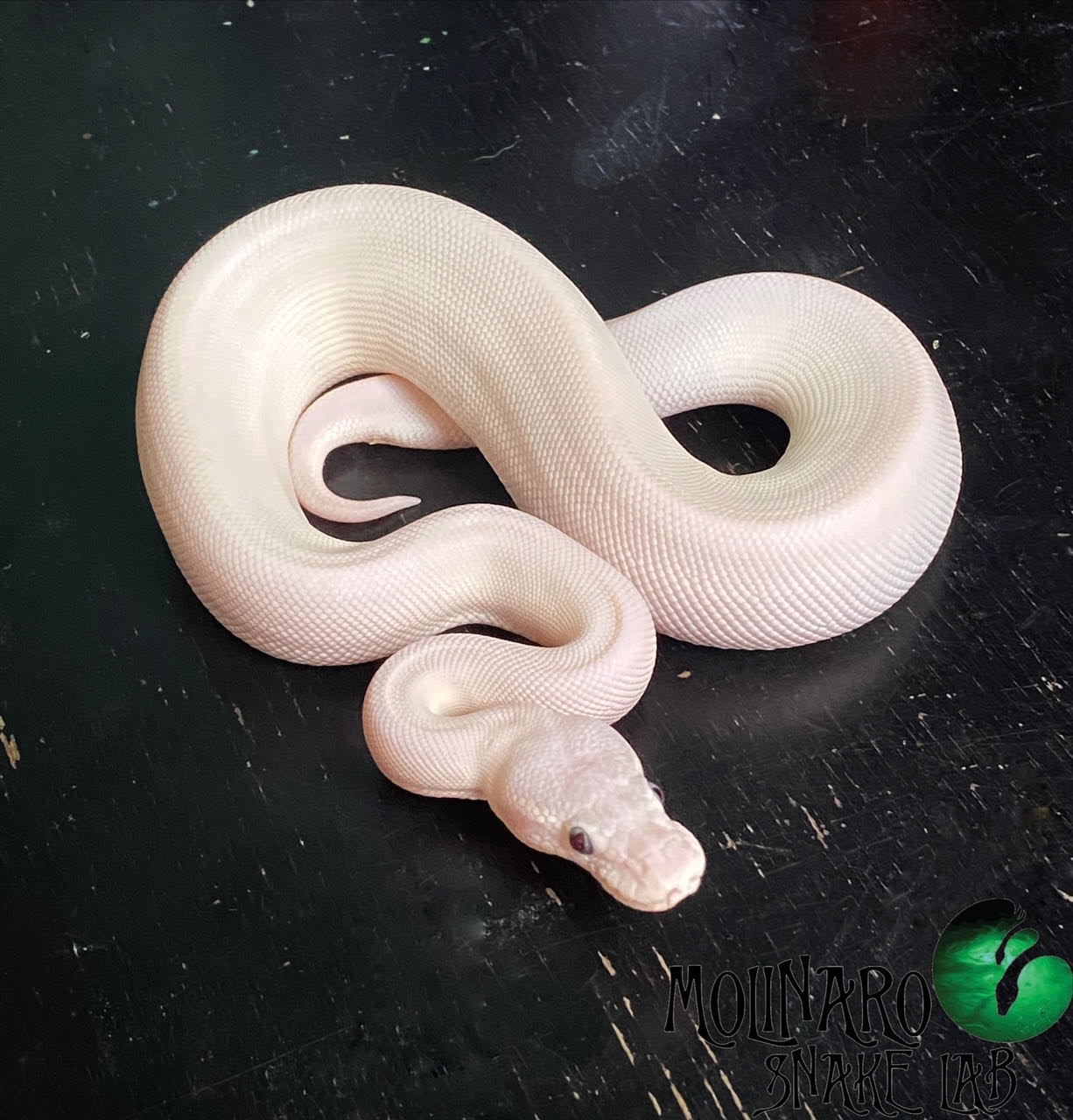 Rare, leucistic white snake with blue eyes found in Mississippi