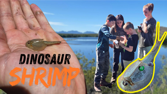 Resurrection in the Desert: How Dinosaur Shrimp Came Back to Life in Fort Hancock