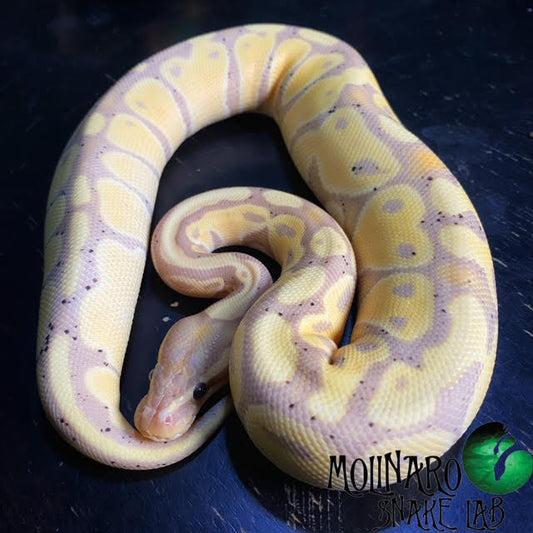 Banana Possibly Het Pied Ball Python Female