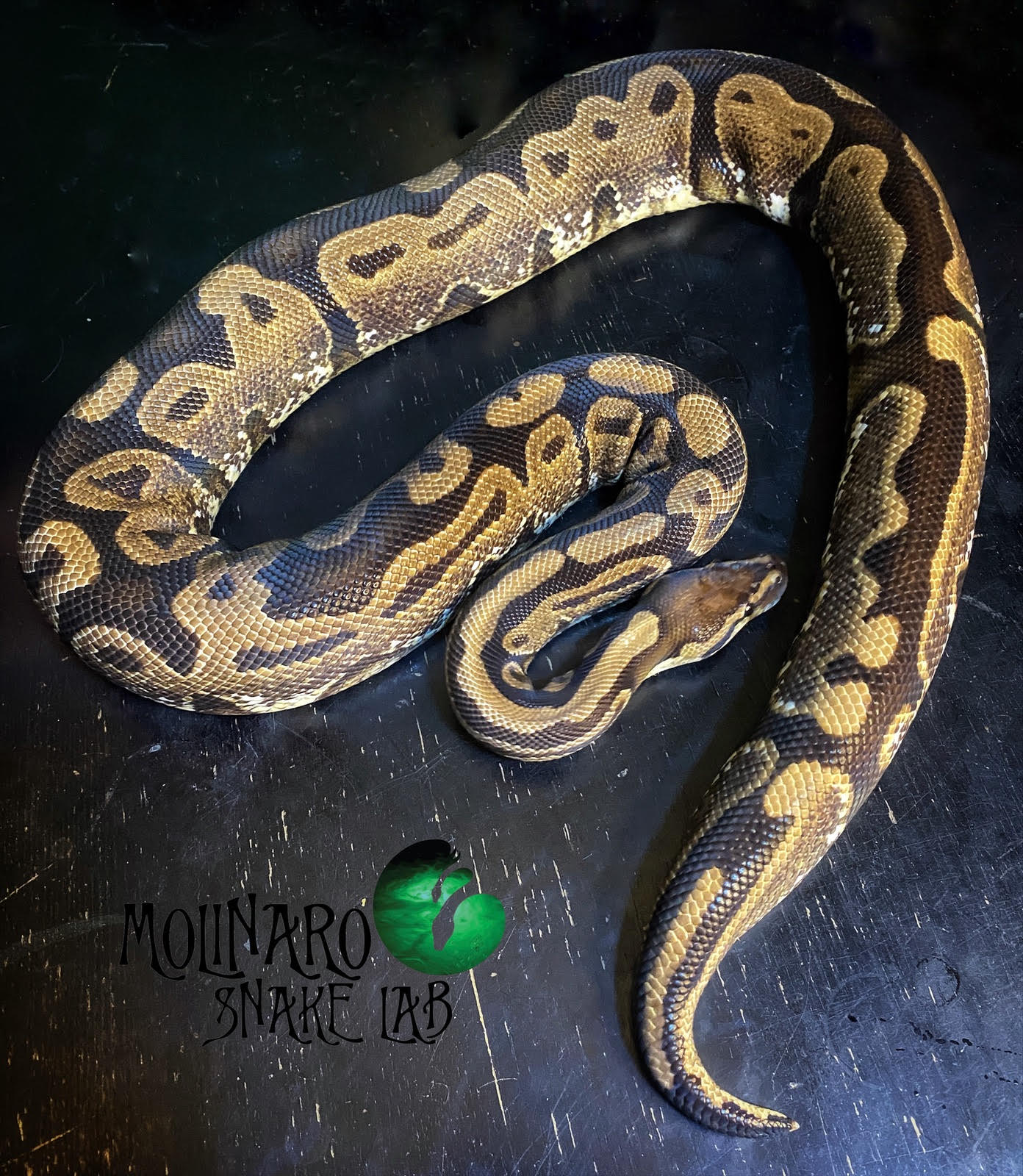 Calico Ball Python