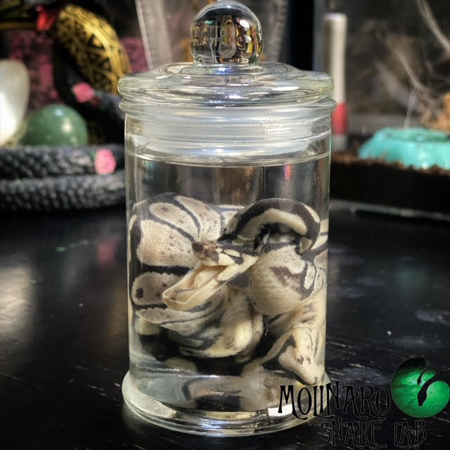 Rare Deformed Ball Python Wet Specimen