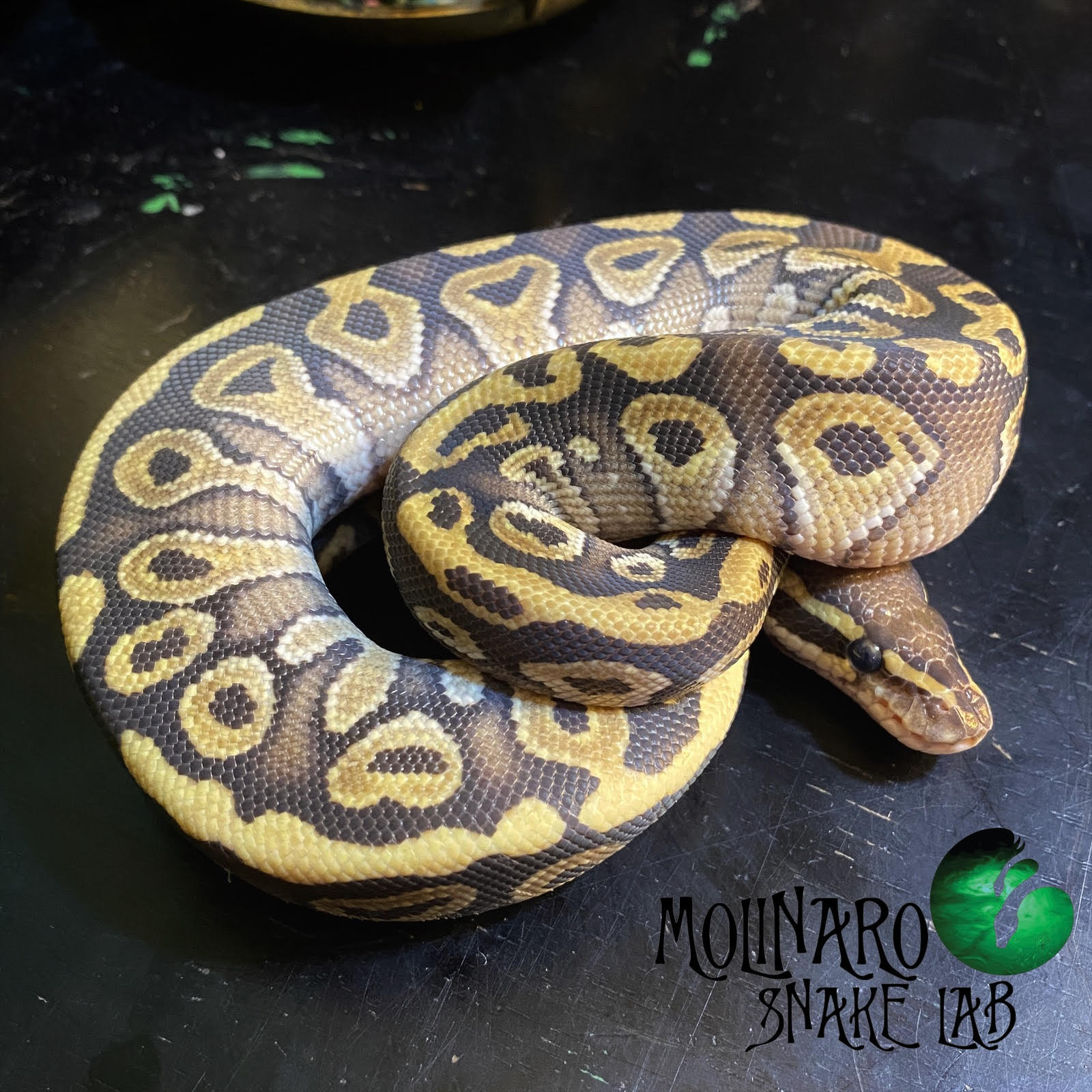 The Molinaro Snake Lab