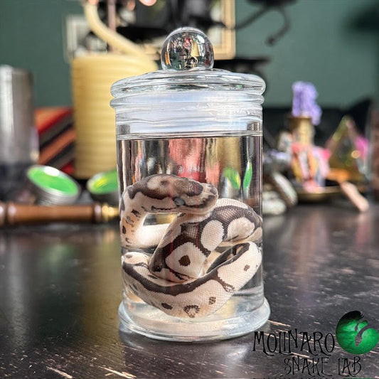 Ball Python Wet Specimen 3
