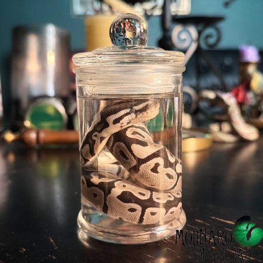 Ball Python Wet Specimen 9