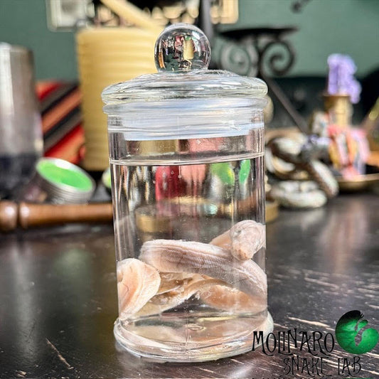 Ball Python Wet Specimen 5