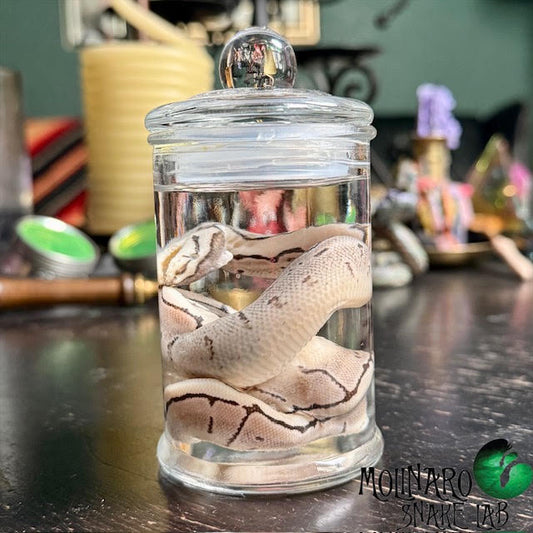 Ball Python Wet Specimen 4