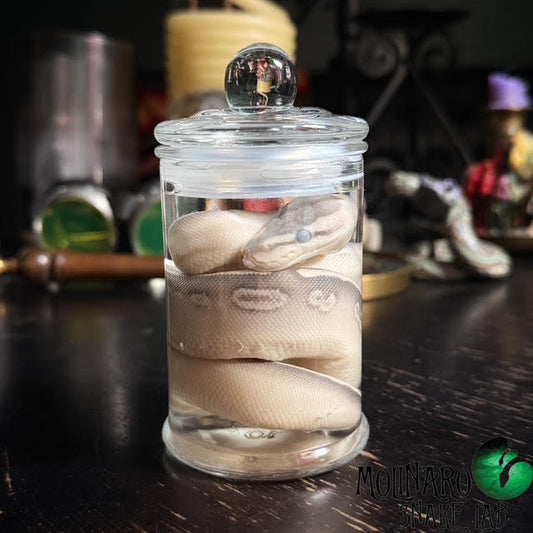 Ball Python Wet Specimen 6