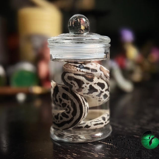 Ball Python Wet Specimen 7