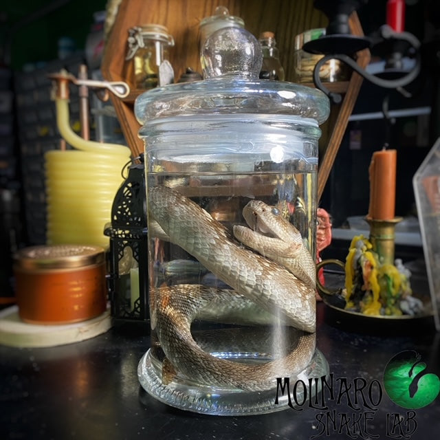 Rattle Snake Wet Specimen – The Molinaro Snake Lab