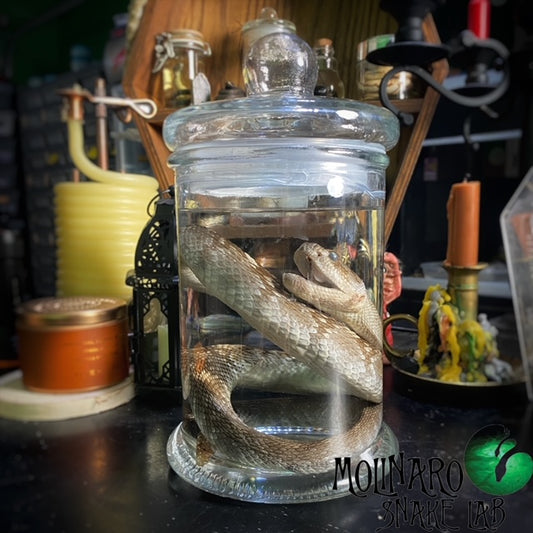 Rattle Snake Wet Specimen