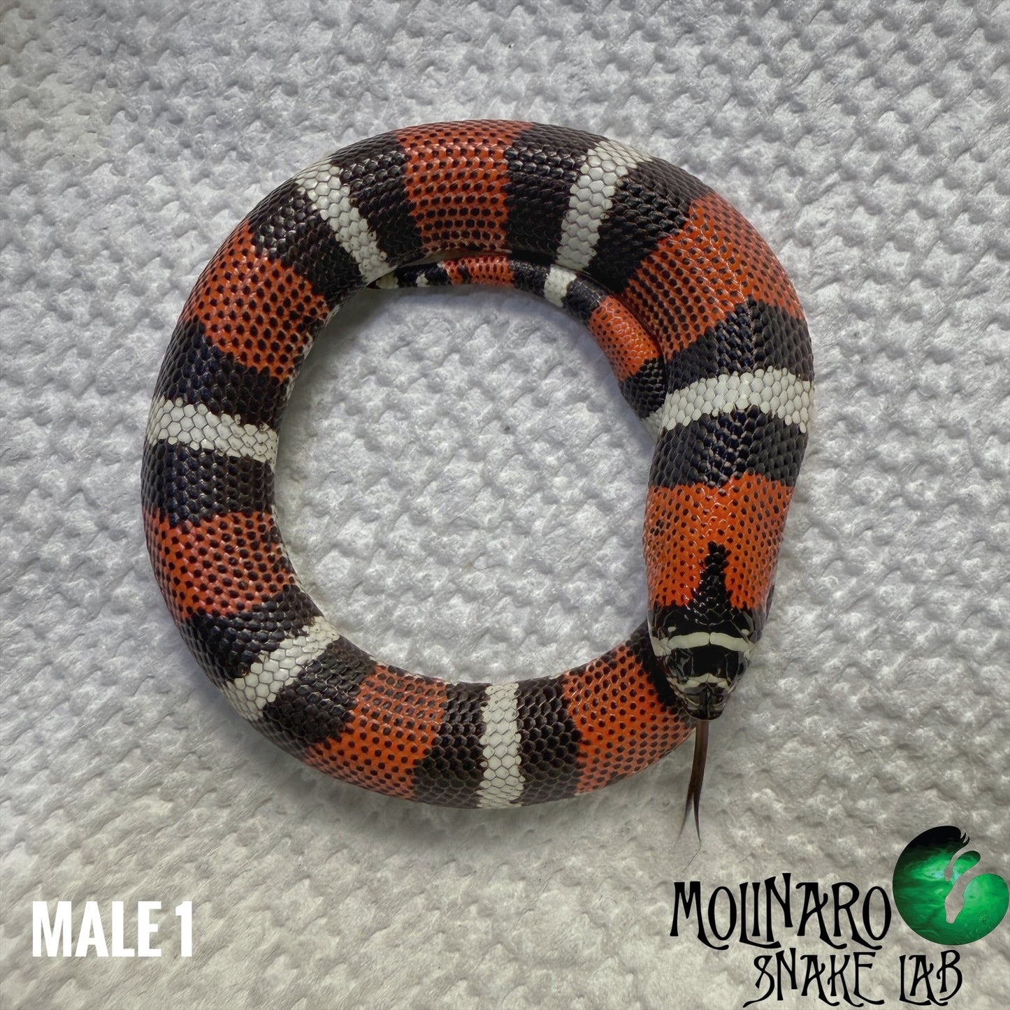 Tricolor Hognoses
