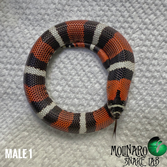 Tricolor Hognoses