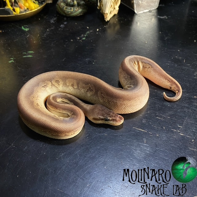 Pewter Mahogany Ball Python Male