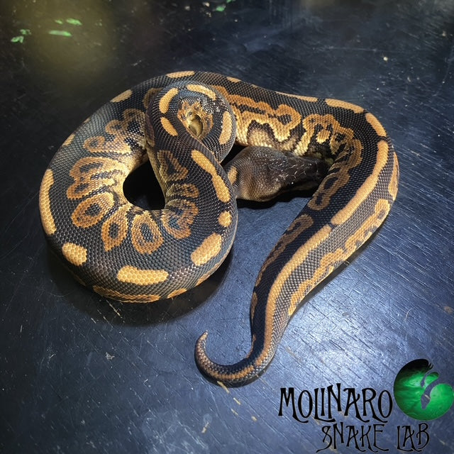 Cinnamon Mahogany Ball Python Female