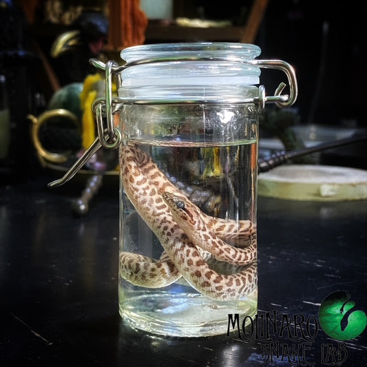 Children's Python Wet Specimen