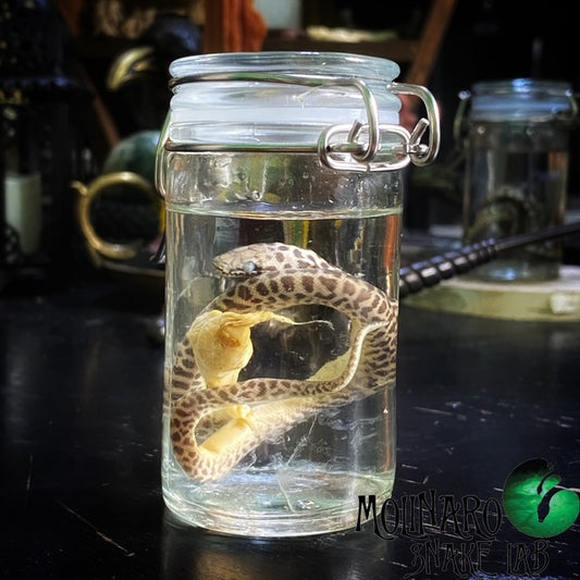 Children's Python Wet Specimen (Yolk Sack Attached)