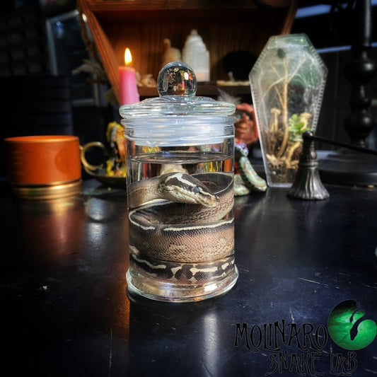 Ball Python Hatchling Wet Specimen (2)