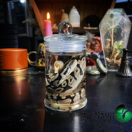 Ball Python Hatchling Wet Specimen (5)