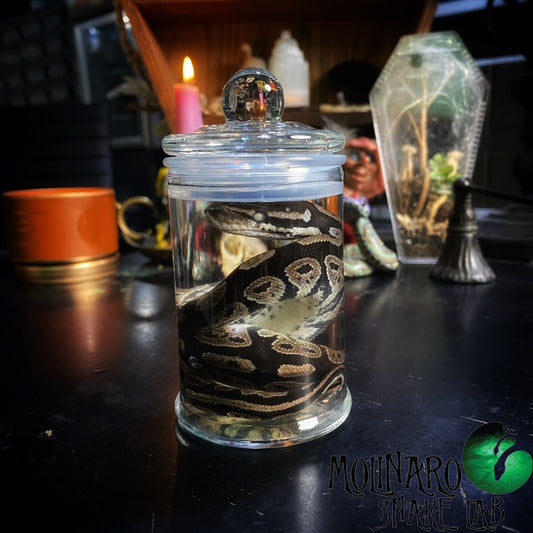 Ball Python Hatchling Wet Specimen (4)