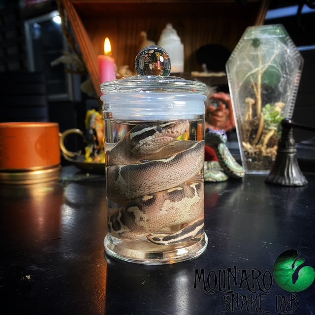 Ball Python Hatchling Wet Specimen (3)