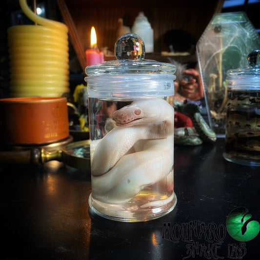 Ball Python Wet Specimen Hatchling (7)