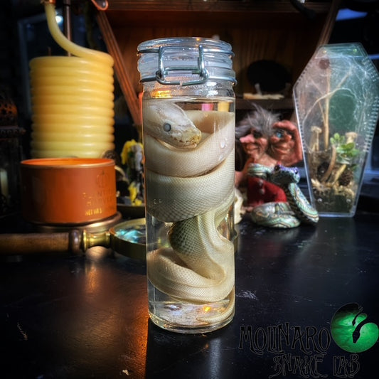 Ball Python Hatchling Wet Specimen (1)