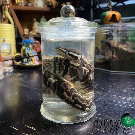 Ball Python Wet Specimen 1