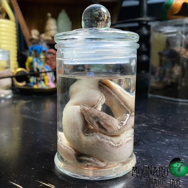 Ball Python Wet Specimen 2 – The Molinaro Snake Lab