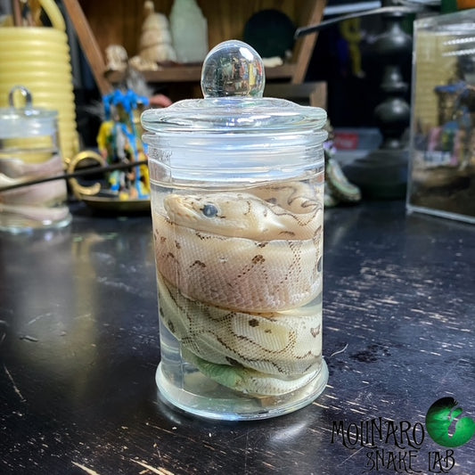 Ball Python Wet Specimen 4