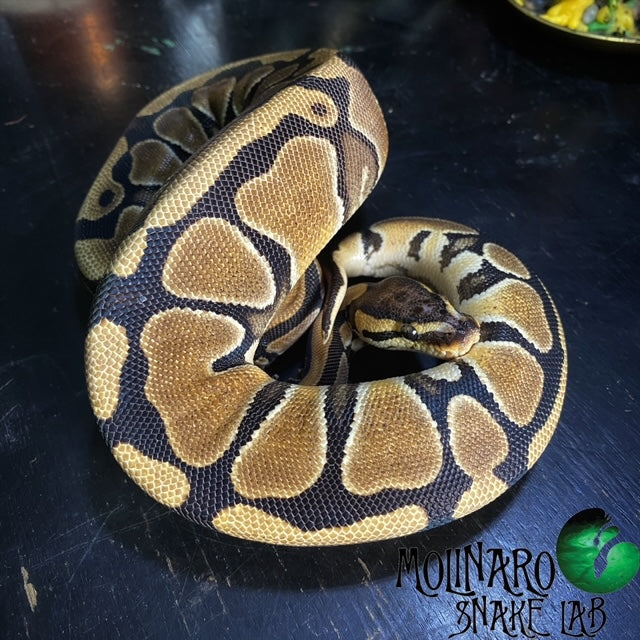 Orange Dream Micro Scale Ball Python Female