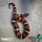Tricolor Hognoses