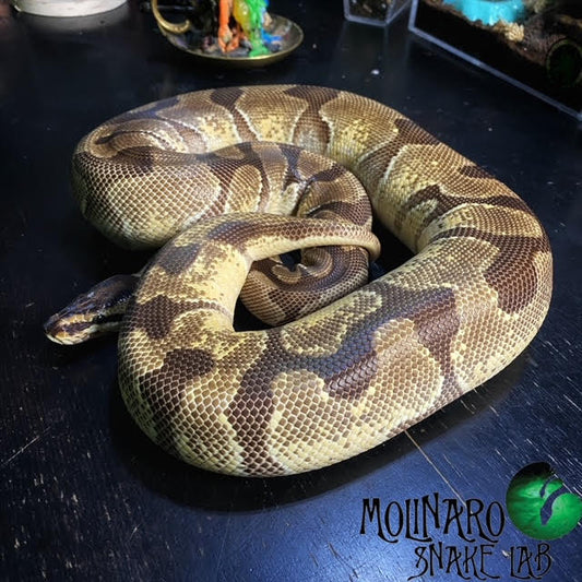 The Molinaro Snake Lab