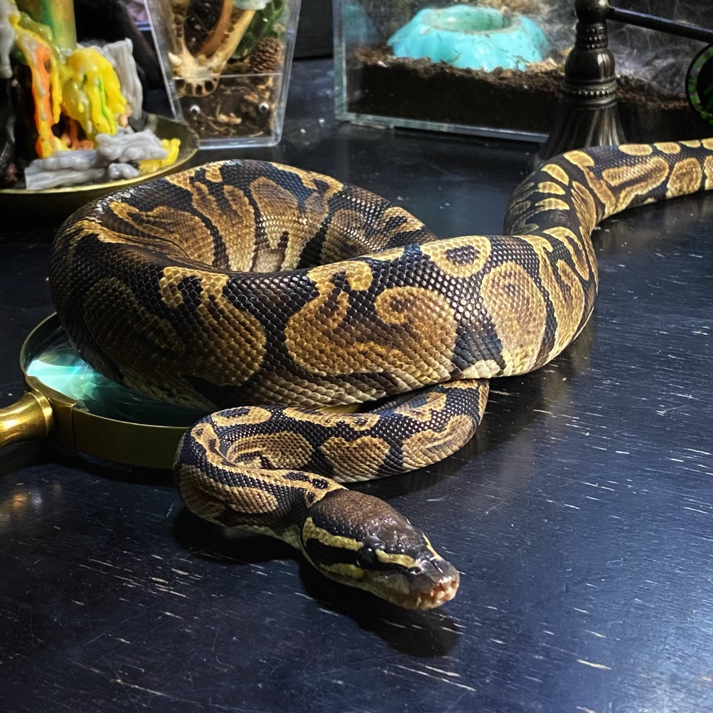 GHI Het Ghost Ball Python Male