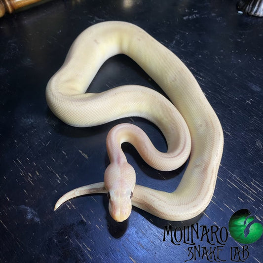 Banana Mystic Potion Ball Python Male